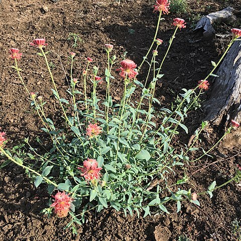 Pimelea haematostachya unspecified picture