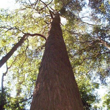 Eucalyptus fastigata unspecified picture