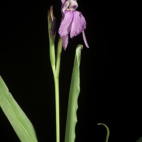 Roscoea glaucifolia unspecified picture