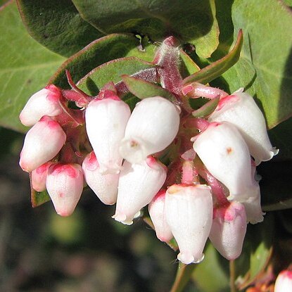 Arctostaphylos tomentosa unspecified picture