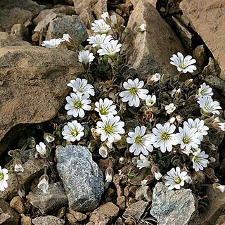 Cerastium nigrescens unspecified picture