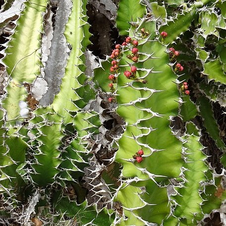 Euphorbia halipedicola unspecified picture