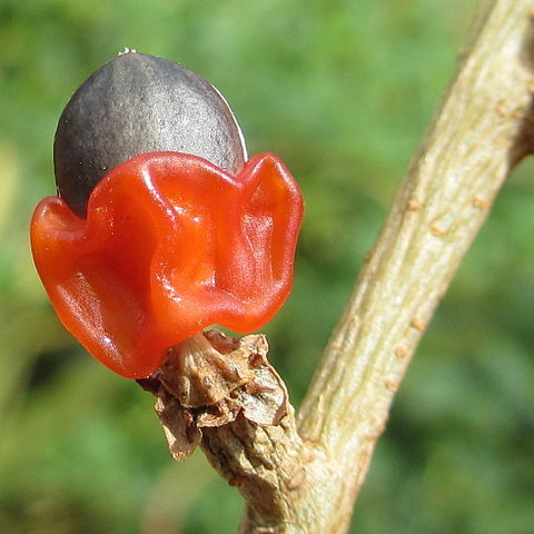 Commiphora zanzibarica unspecified picture