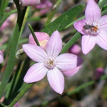 Eriostemon australasius unspecified picture