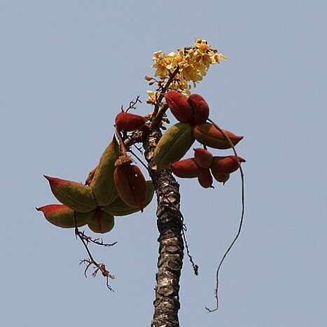 Sterculia villosa unspecified picture