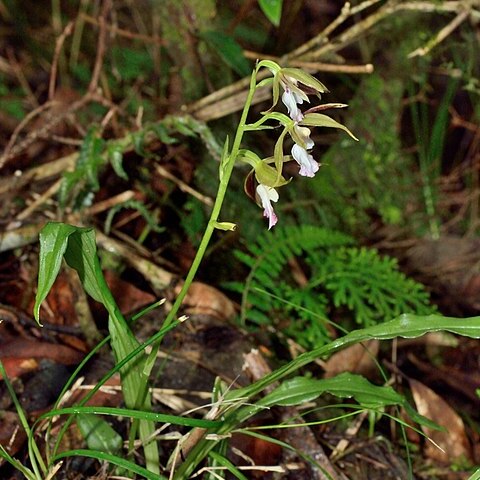 Calanthe arcuata subsp. caudatilabella unspecified picture