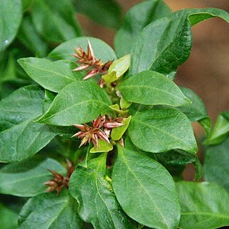 Achyranthes arborescens unspecified picture