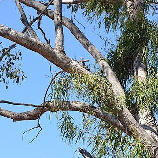 Parsonsia eucalyptophylla unspecified picture