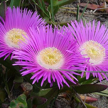 Carpobrotus unspecified picture