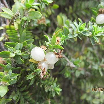 Pimelea urvilleana unspecified picture