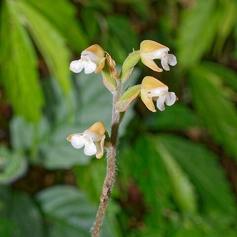 Zeuxine nervosa unspecified picture