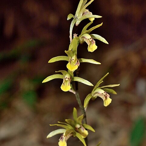 Tainia elliptica unspecified picture