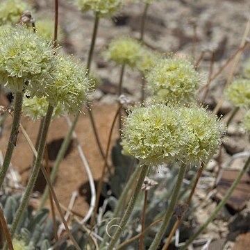 Eriogonum tiehmii unspecified picture