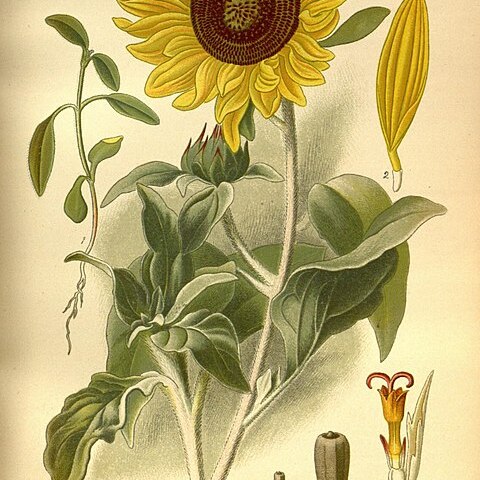 Helianthus argophyllus unspecified picture