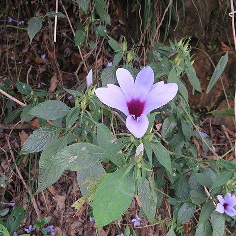 Barleria involucrata unspecified picture