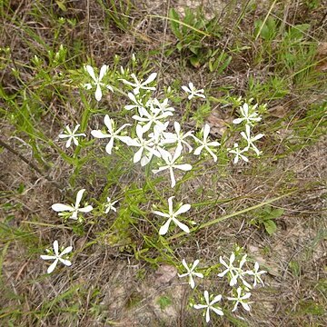 Sabatia quadrangula unspecified picture