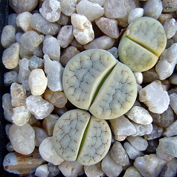 Lithops gracilidelineata unspecified picture