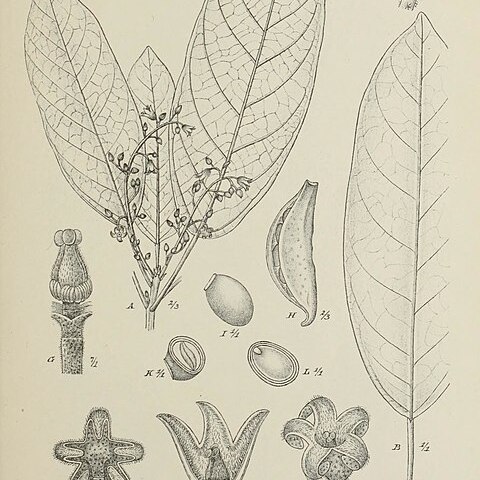 Sterculia longifolia unspecified picture