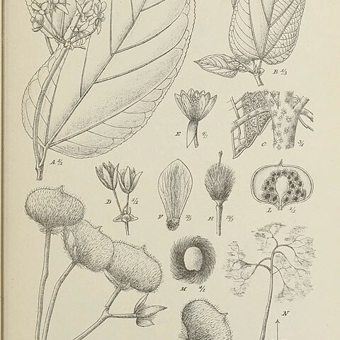 Trichospermum javanicum unspecified picture