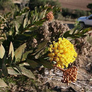 Asclepias barjoniifolia unspecified picture