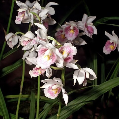 Gastrorchis humblotii var. schlechteri unspecified picture