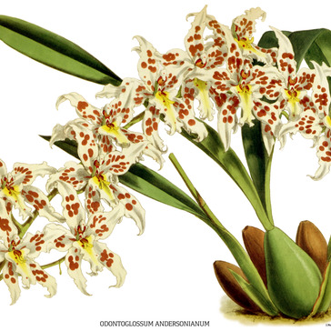 Oncidium x andersonianum unspecified picture