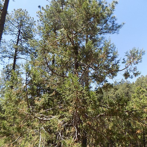 Juniperus durangensis unspecified picture