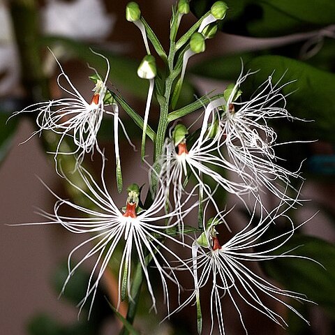 Habenaria medusa unspecified picture