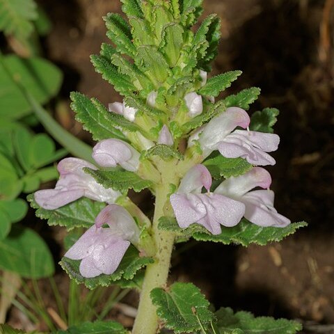 Pedicularis zeylanica unspecified picture