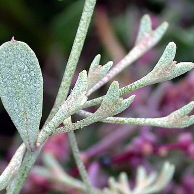 Atriplex pedunculata unspecified picture