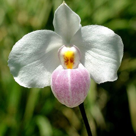 Paphiopedilum delenatii unspecified picture