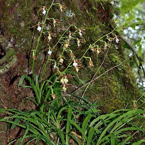 Calanthe arcuata unspecified picture