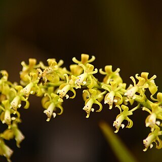 Epidendrum cylindrostachys unspecified picture