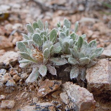 Townsendia spathulata unspecified picture