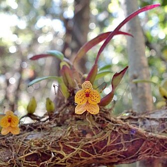 Bulbophyllum analamazoatrae unspecified picture