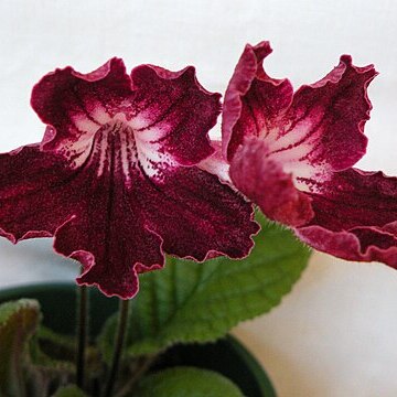 Streptocarpus unspecified picture