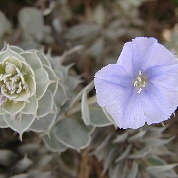 Jacquemontia robertsoniana unspecified picture