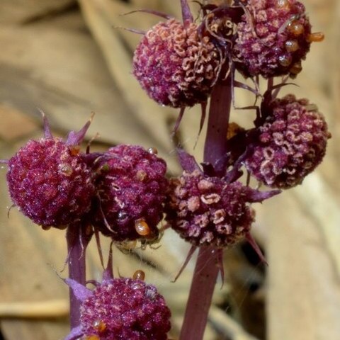 Sciaphila unspecified picture