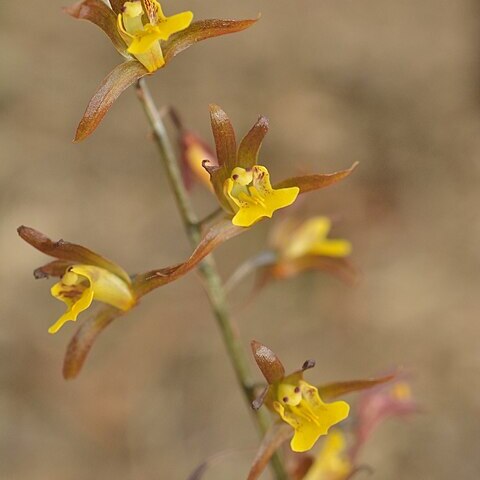 Tainia dunnii unspecified picture