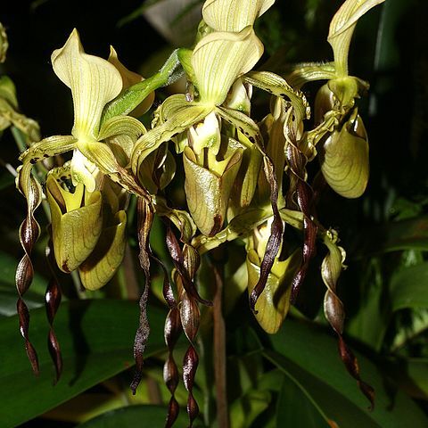 Paphiopedilum parishii unspecified picture