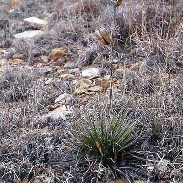 Yucca neomexicana unspecified picture