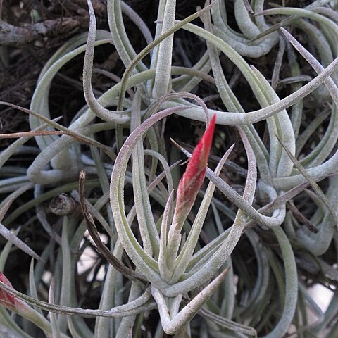 Tillandsia glabrior unspecified picture