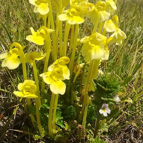 Pedicularis longiflora unspecified picture