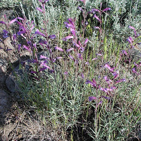 Penstemon seorsus unspecified picture