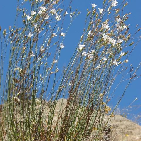 Wahlenbergia tuberosa unspecified picture