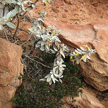 Eremophila glabra subsp. albicans unspecified picture