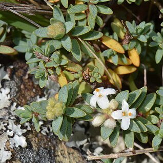 Pimelea cryptica unspecified picture