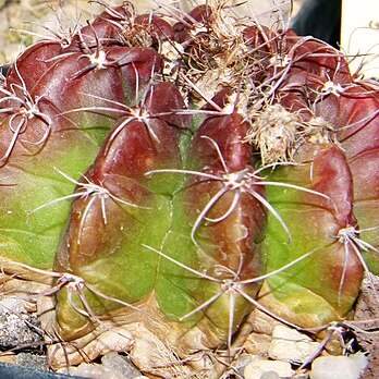 Parodia linkii unspecified picture