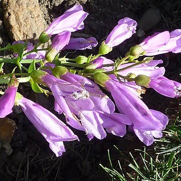 Penstemon barrettiae unspecified picture