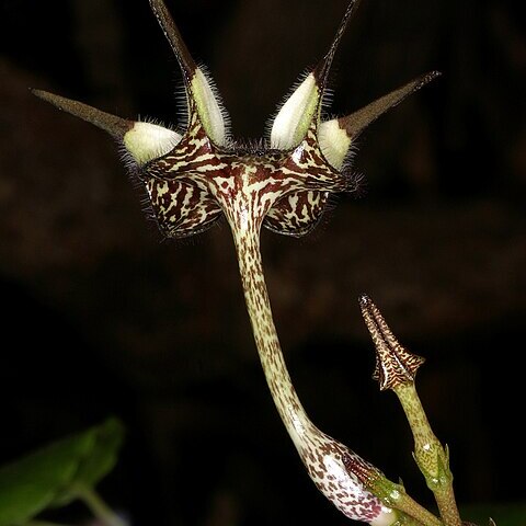 Ceropegia stapeliiformis subsp. serpentina unspecified picture